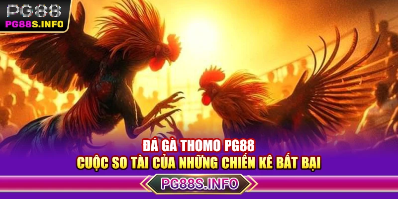 Đá Gà Thomo PG88 – Cuộc So Tài Của Những Chiến Kê Bất Bại