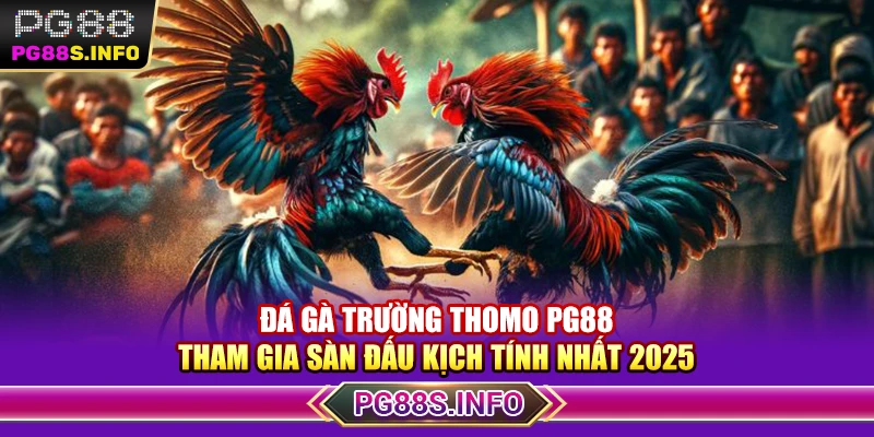 Đá Gà Trường Thomo PG88 - Tham Gia Sàn Đấu Kịch Tính Nhất 2025