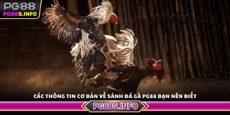Các thông tin cơ bản về sảnh đá gà PG88 bạn nên biết