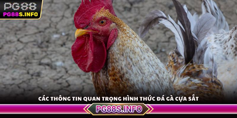 Các thông tin quan trọng hình thức đá gà cựa sắt