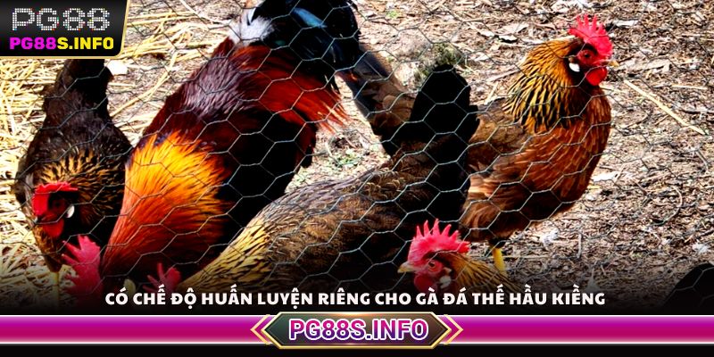 Có chế độ huấn luyện riêng cho gà đá thế hầu kiềng