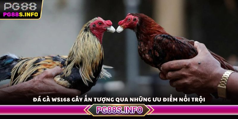 Đá gà Ws168 gây ấn tượng qua những ưu điểm nổi trội