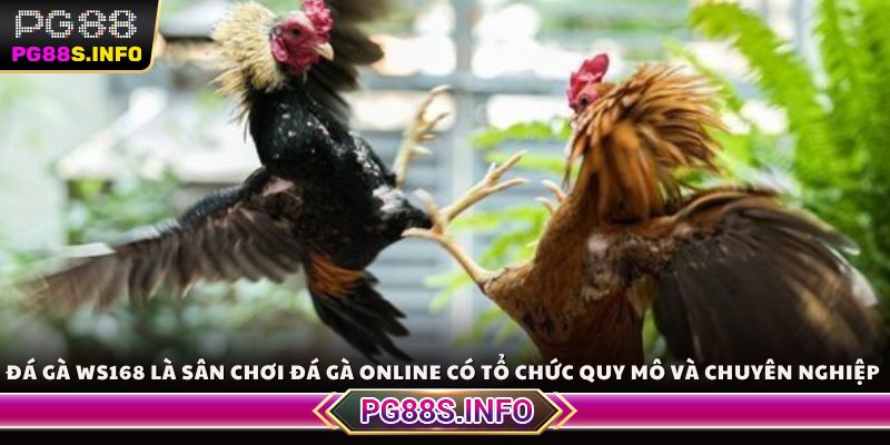 Đá gà Ws168 là sân chơi đá gà online có tổ chức quy mô và chuyên nghiệp