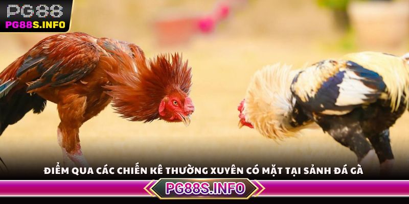 Điểm qua các chiến kê thường xuyên có mặt tại sảnh đá gà