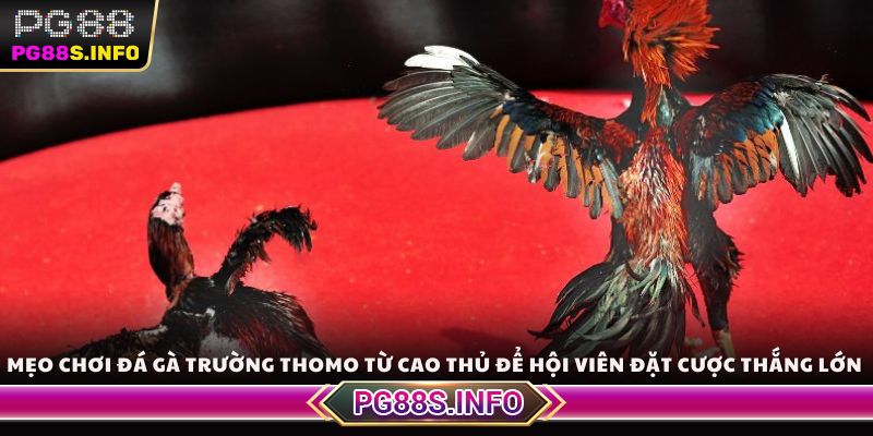 Mẹo chơi đá gà trường Thomo từ cao thủ để hội viên dễ dàng đặt cược thắng lớn