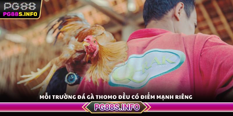 Mỗi trường đá gà Thomo đều có điểm mạnh riêng