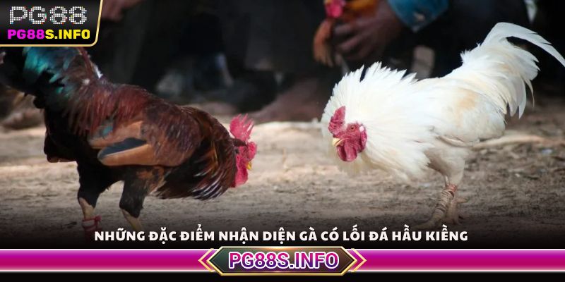 Những đặc điểm nhận diện gà có lối đá hầu kiềng
