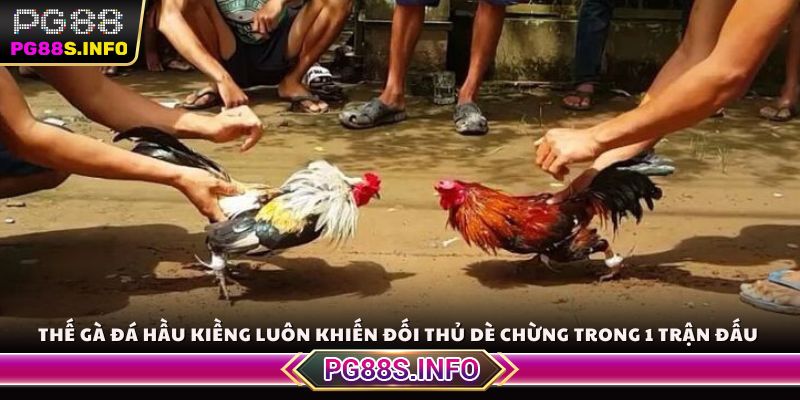 Thế gà đá hầu kiềng luôn khiến đối thủ dè chừng trong 1 trận đấu