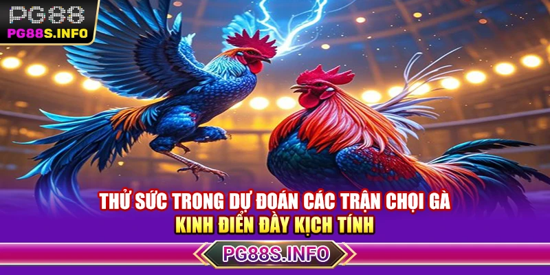 Thử sức trong dự đoán các trận chọi gà kinh điển đầy kịch tính 