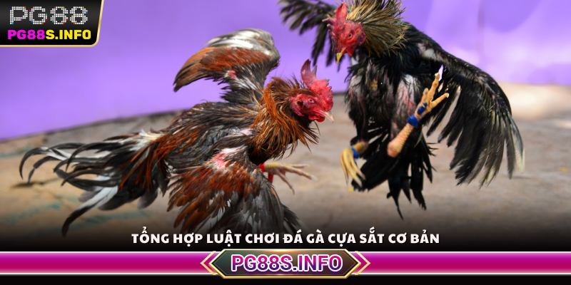 Tổng hợp luật chơi đá gà cựa sắt cơ bản