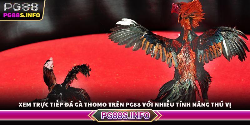 Xem trực tiếp đá gà Thomo trên PG88 với nhiều tính năng thú vị